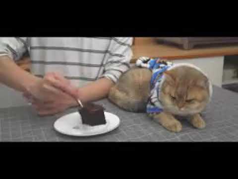 How To Make No Oven Chocolate Cake ( Only 3 Ingredients )