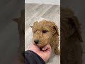 Goldendoodle dogs for sale: Banjo - Video 1