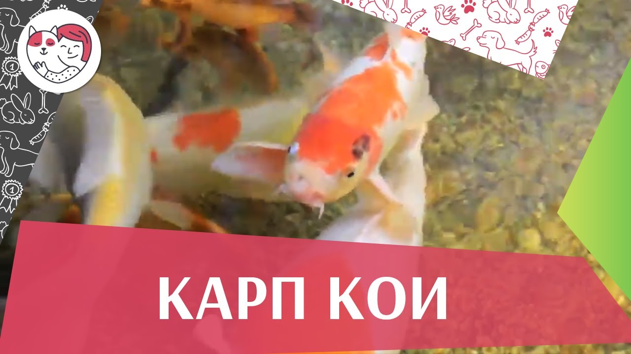 Карп кои История происхождения на ilikepet