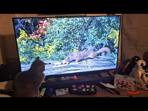 Bat and Luna watch some TV! 