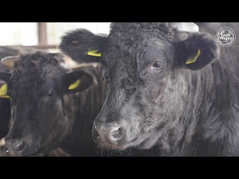 Olive Craft Wagyu(Hata Farm, Mannou, Kagawa)20190326