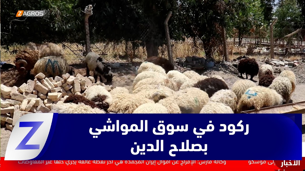 فيديو | صلاح الدين..   ركود في سوق المواشي قبيل عيد الأضحى المبارك