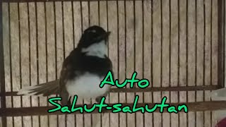 Download lagu SUARA PANCINGAN SIKATAN JAWA BAHAN OMBYOKAN,STRES MACET BUNYI AGAR CEPAT GACOR mp3