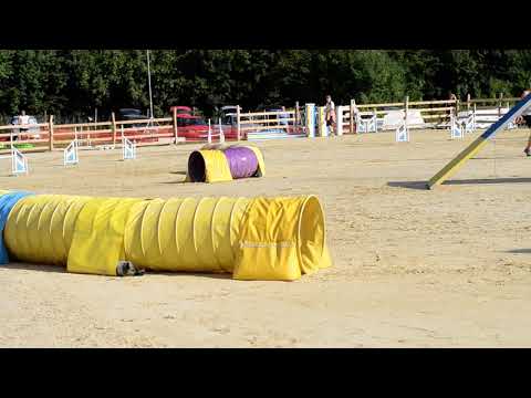 Daya - A1 I. /Agility vizsga a szélmalmok árnyékában, 2021.08.21./