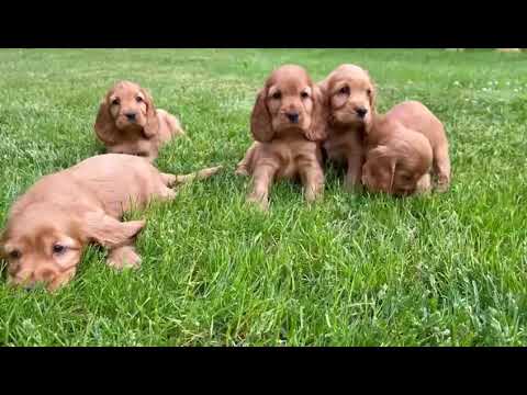 Κόκερ σπάνιελ - Coker spaniel-thumb-1