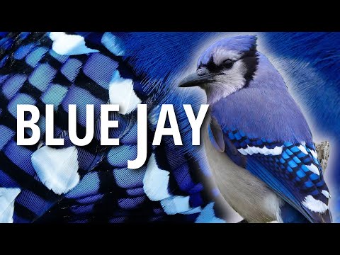 A Bird I've Known the Longest - The Blue Jay