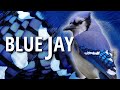 A Bird I've Known the Longest - The Blue Jay