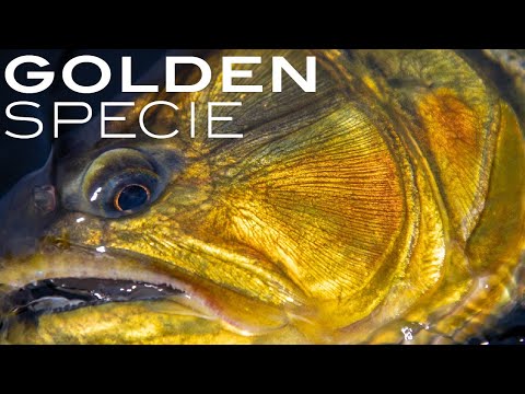 CloseUp Dorados at Pirá Lodge. Iberá Marshlands, Argentina.