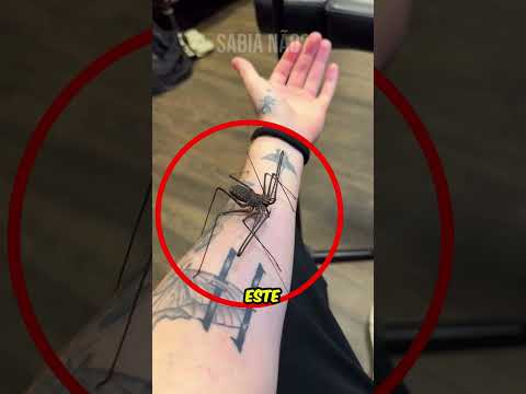 ¡Él Transforma Insectos en Tatuajes! #curiosidades #animal #increible