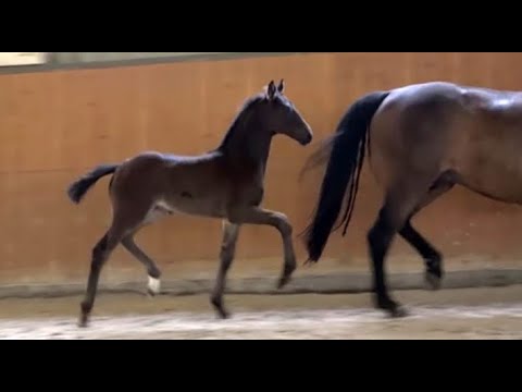 *2022 Hengst von Total McLaren - Rubin Cortez SOLD!!!