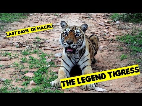 Tigress Machli in her Last Days : T16 the Legend of Ranthambore
