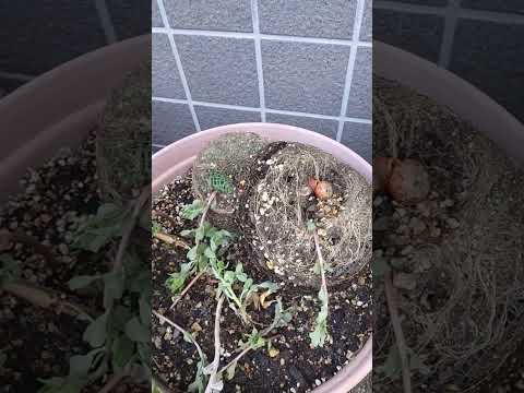 つる性植物として鉢植えのクレマチス 2023