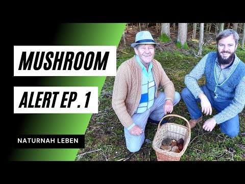 Pilze sammeln - Teil 1/4