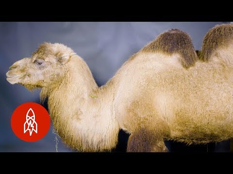 ラクダのジェマは二つのこぶを持っています (Gemma the Camel Has Two Humps)