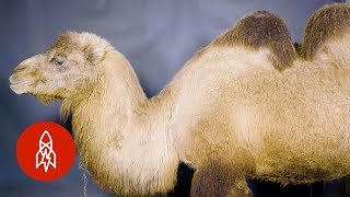 Behold the Bactrian Camel