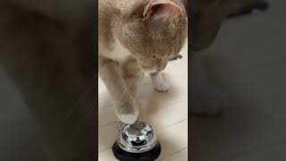 野生を忘れた猫は餌はこうやって手に入れます【うすけ】#ねこ #猫 #猫のいる暮らし