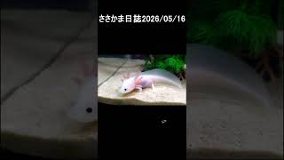 ささかま日誌2026 05 16 #ウーパールーパー