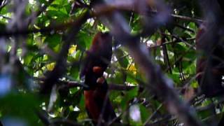 preview picture of video 'Capuchinbirds displaying in Guyana'