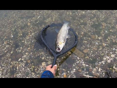 Fishing for chub on lures Sava river