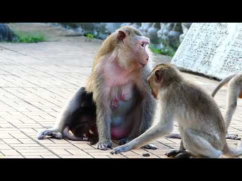 Bad Mommy...Teva Bites And Blocks Her Tiny Baby To Have Milk, Baby Showing Strong Reactions