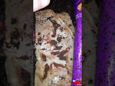 documenting mite baiting in home bin.