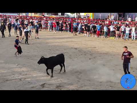 Rincón del Obispo San José obrero. Suelta de 1 vaca y un toro de la Ganadería Ave Maria. Cámara Iván