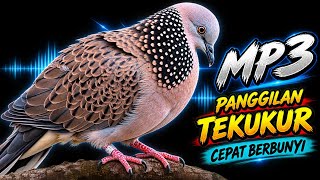 Download lagu Suara Tekukur Gacor Di Alam Liar Memanggil Lawan Agar Mendekat Dan Ikutan Bunyi mp3 Download lagu Suara Tekukur Gacor Di Alam Liar Memanggil Lawan Agar Mendekat Dan Ikutan Bunyi mp3