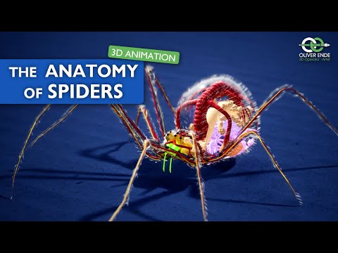 The fantastic anatomy of spiders - all you have to know