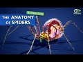 The Fantastic Anatomy Of Spiders All You Have To Know