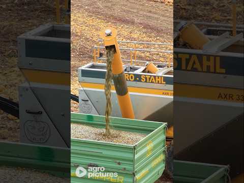 Kürbisernte in Österreich mit AgroStahl | Moderne Landtechnik im Einsatz #agropictures