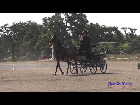 25D Teri Jump with Duncan Preliminary Single Pony Dressage Vineyard Classic CDE May 2014