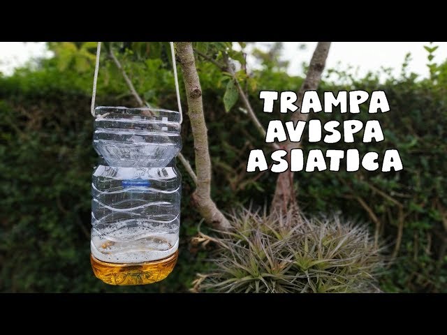 Vídeo relacionado con SWISSINNO Cebo para trampa de avispas - Fabricado con ingredientes alimentarios sin productos químicos tóxicos, respetuoso con el medio ambiente, Set de 2