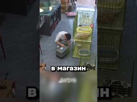 Бесконечный цикл котят