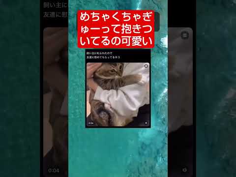 猫側にも、撫でられる側にもなりたい… #shorts #猫 #おすすめ