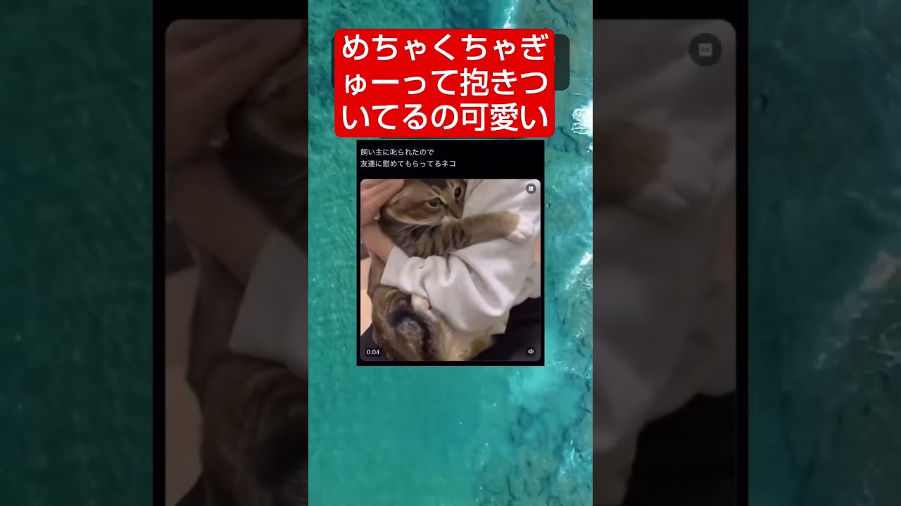 猫側にも、撫でられる側にもなりたい… #shorts #猫 #おすすめ