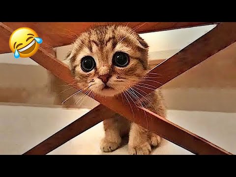 New Funny Animals 2024 😻🐶 Funniest Cats and Dogs Videos PART 2