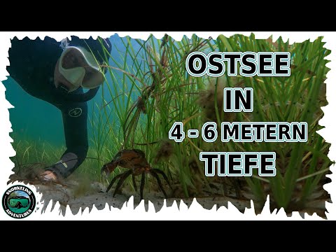 Snorkeling in the Baltic Sea • Dive to a depth of 4 - 6 meters • with crab and pipefish