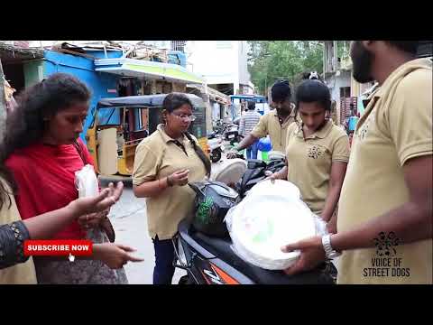 The Voice of Street Dogs