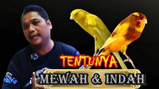 Download lagu 🕊️LUXURIOUS BEAUTIFUL !! YORKSHIRE_ TOP GRADE 💥 WANTO CANARY JOGJA_ APRIL 2026 mp3 Download lagu 🕊️LUXURIOUS BEAUTIFUL !! YORKSHIRE_ TOP GRADE 💥 WANTO CANARY JOGJA_ APRIL 2026 mp3