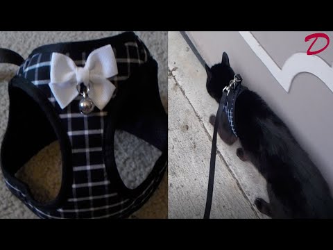 Does This Escape-Proof Cat Harness Actually Work? Testing It On The Houdini Of Cats