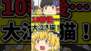 10秒後･･･小さな猫が泣く！？体が小さくなってしまった猫は元に戻れるか…？