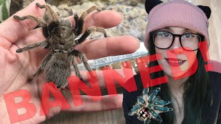 My Content Got BANNED From This Tarantula Group! (Yikes)