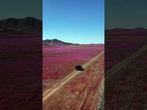 Mirador del Desierto Florido #ExploradoresRovix #AtacamaViva #ExploraChile #OverlandingChile