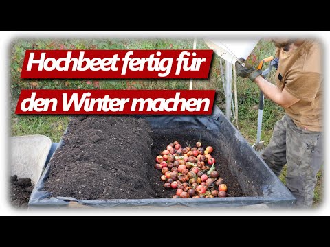 Preparing raised beds for winter, successfully planting garlic in the vegetable garden in October