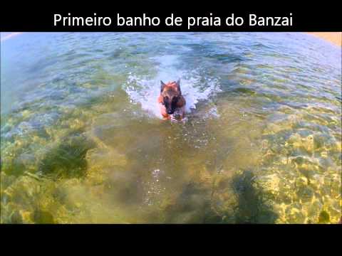 Banzai e lucky na praia
