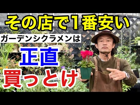 シクラメン レパンダムについて詳しく解説