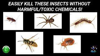 Kill Roaches Leave NO Chemical Residue Behind!