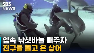 ;"'아픈-상어들-모여라'-맨손으로-낚싯바늘-빼준-다이버 "
