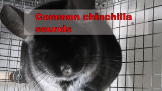 Most common chinchilla sounds