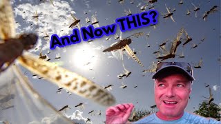 AFRICA in 2 MIN - HUGE Locust Swarms FEAST on East Africa - Humans FIGHT Back